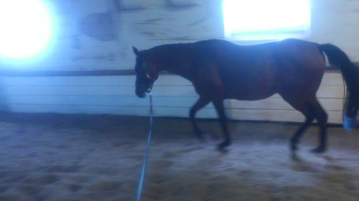 Hollandsk Sportspony Sherry [Tidl. Lånepony] - Dejlig pony i longe. billede 5