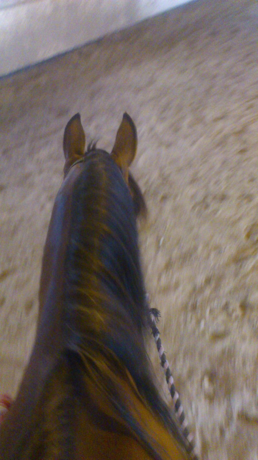 Hollandsk Sportspony Sherry [Tidl. Lånepony] billede 6