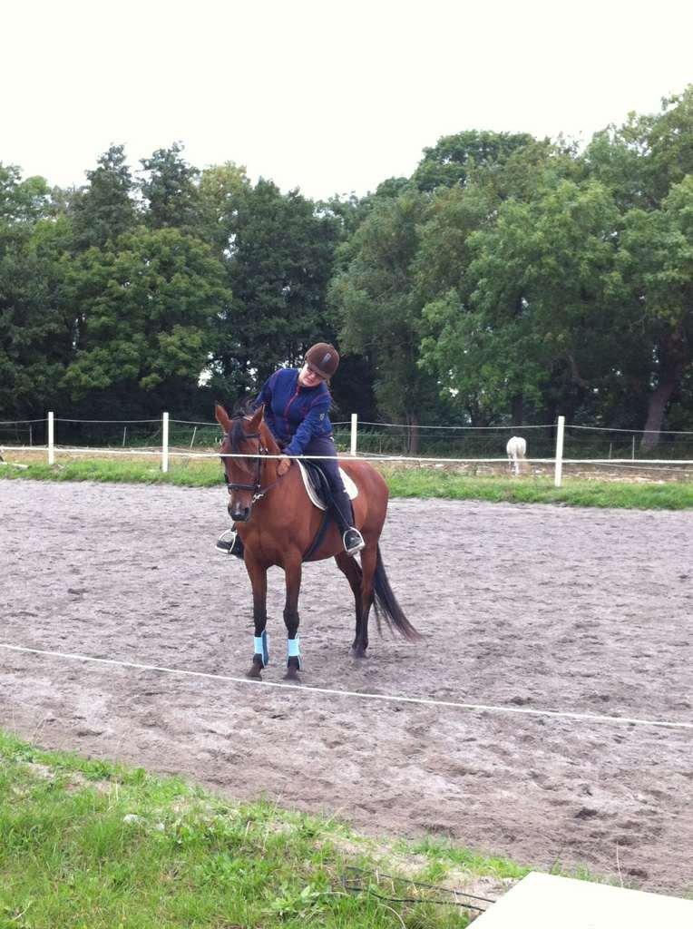 Hollandsk Sportspony Sherry [Tidl. Lånepony] billede 7