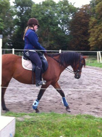 Hollandsk Sportspony Sherry [Tidl. Lånepony] billede 8