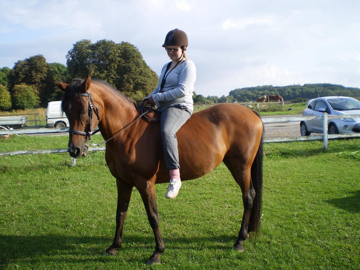 Hollandsk Sportspony Sherry [Tidl. Lånepony] - Første gang uden sadel.  billede 10