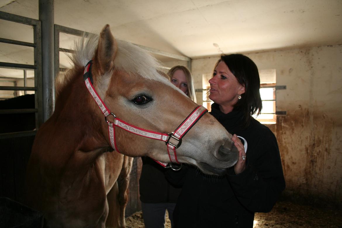 Haflinger Nikita - En lille mat hest, der hilser på sit nye menneske.  billede 7