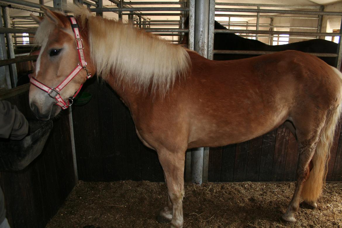 Haflinger Nikita - Sidste billede af en lille syg hittegods hest. Og tænk hvad der gemte sig inde bag det lille fugleskræmsel - en smuk lille Guldhest billede 11