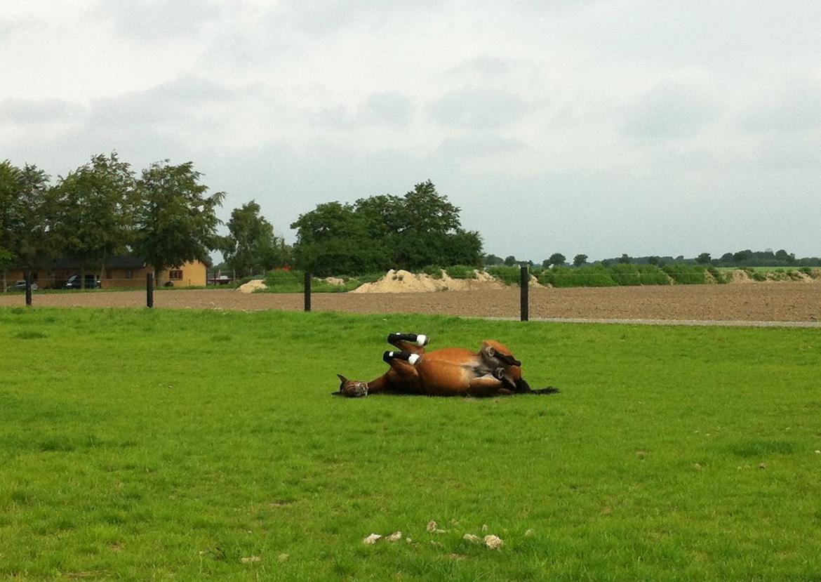 Hannoveraner Don Magic - Første dag på fold billede 4