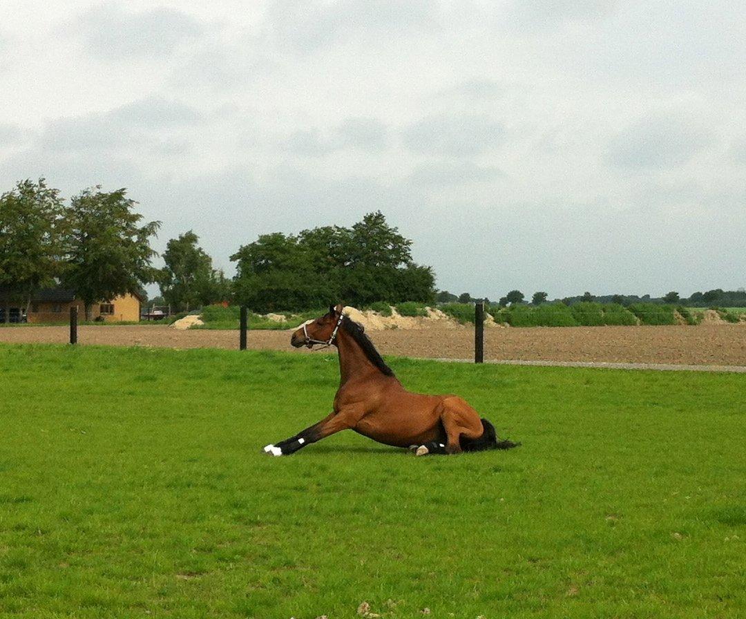 Hannoveraner Don Magic billede 8