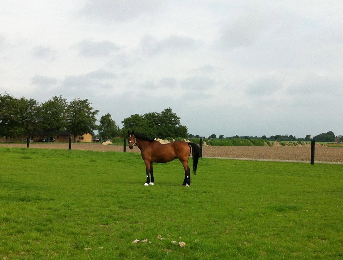 Hannoveraner Don Magic billede 11