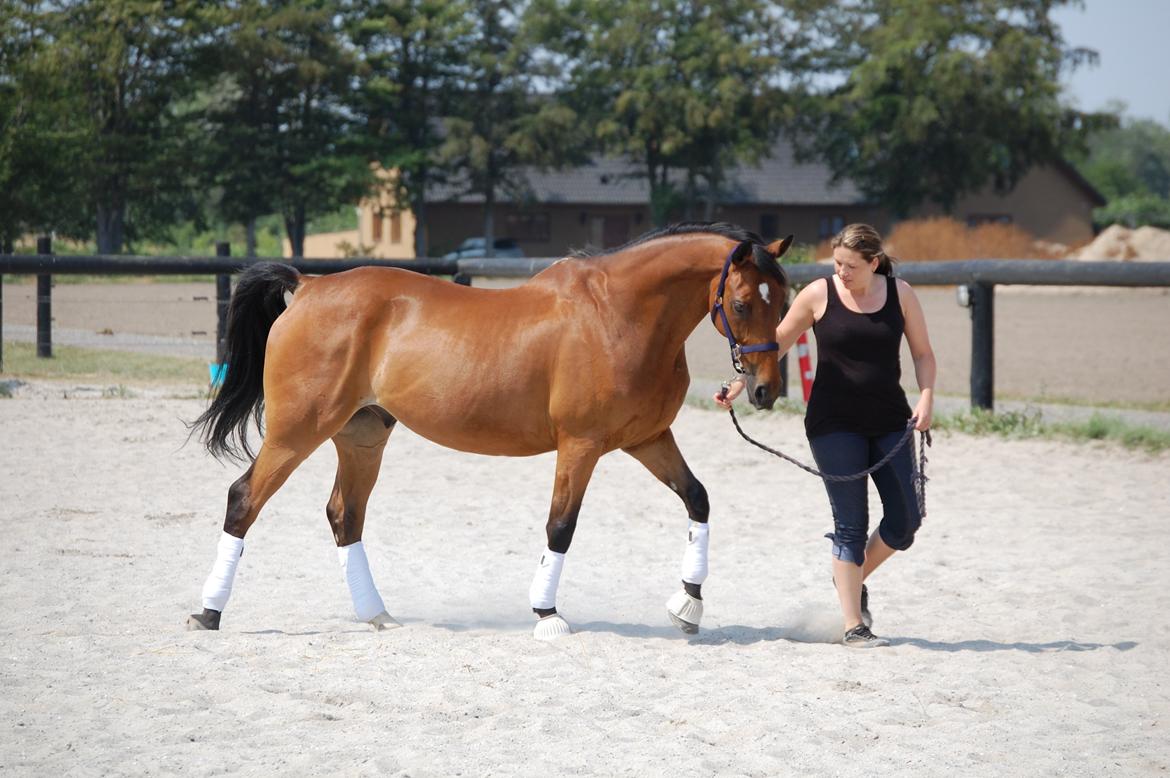 Hannoveraner Don Magic - Hestedag mønstringsklasse billede 12