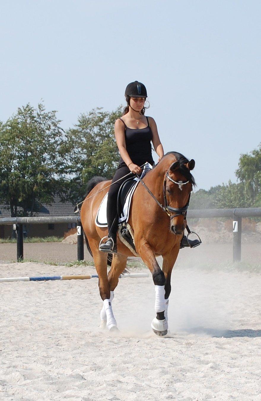 Hannoveraner Don Magic - Magic og Jasmin skridtprogram billede 13