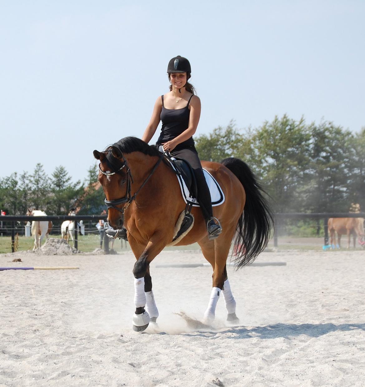 Hannoveraner Don Magic - Magic og Jasmin billede 15