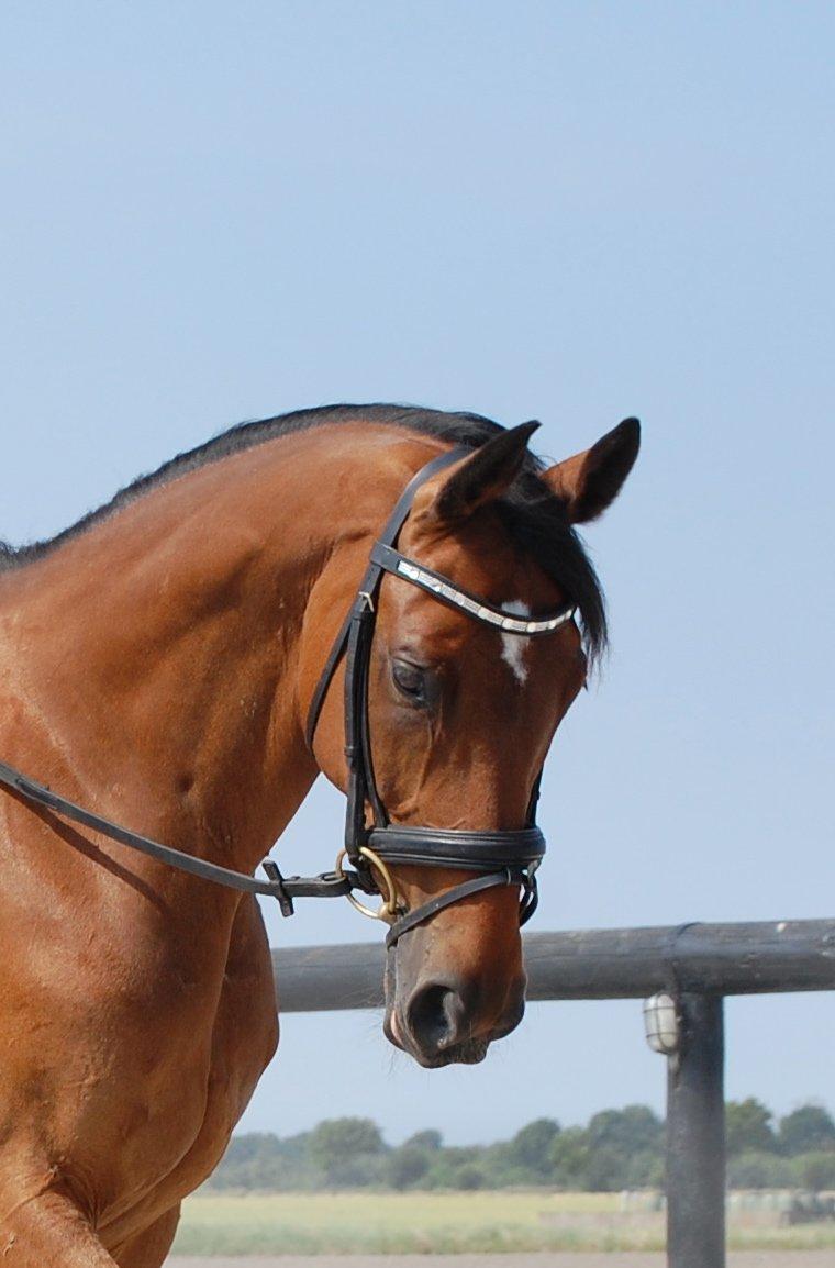 Hannoveraner Don Magic - Smukke Magic billede 2