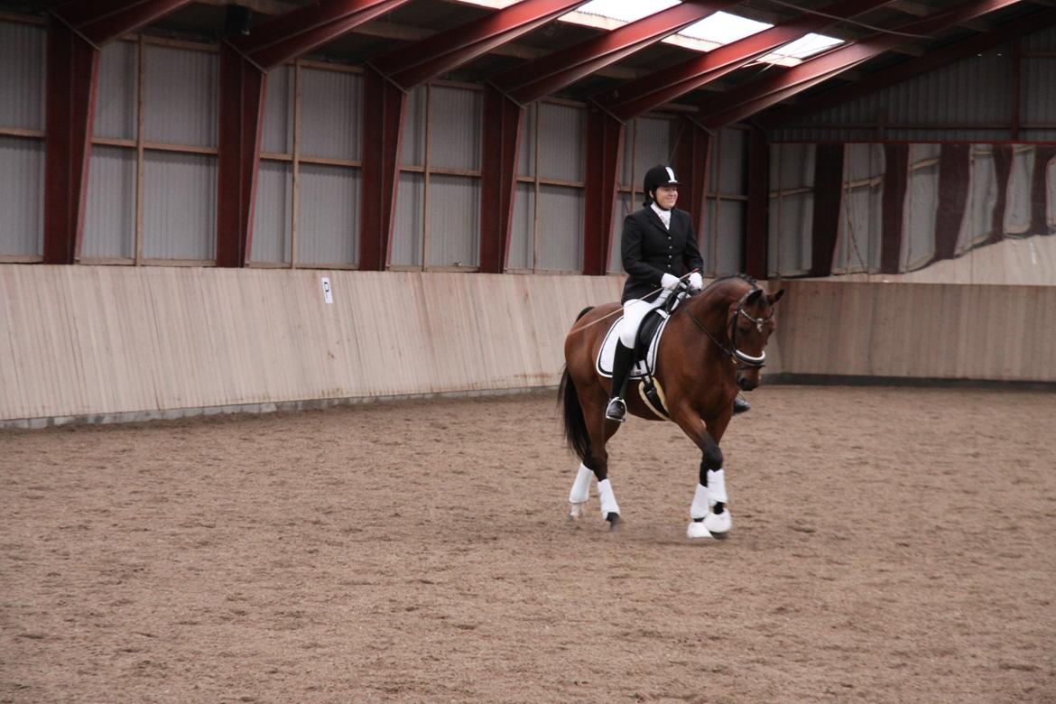 Hannoveraner Don Magic billede 7