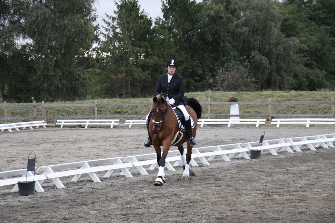 Hannoveraner Don Magic billede 10