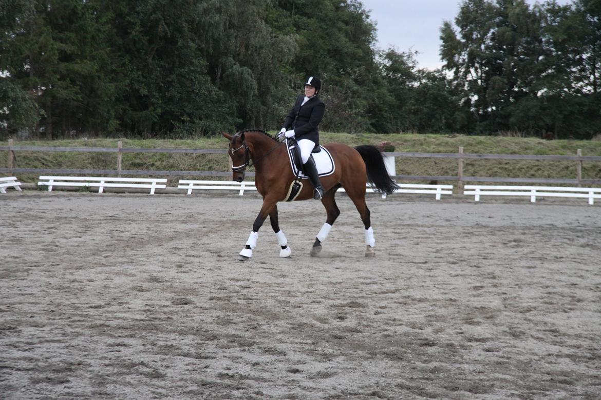 Hannoveraner Don Magic billede 3