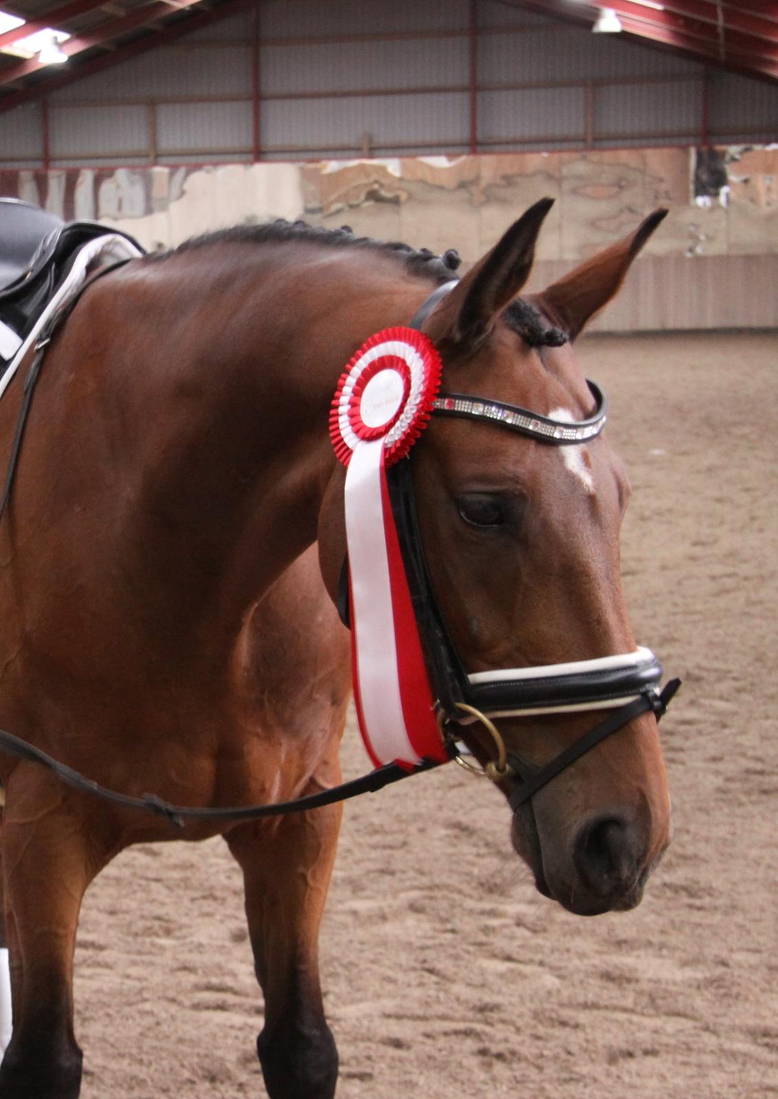 Hannoveraner Don Magic billede 9