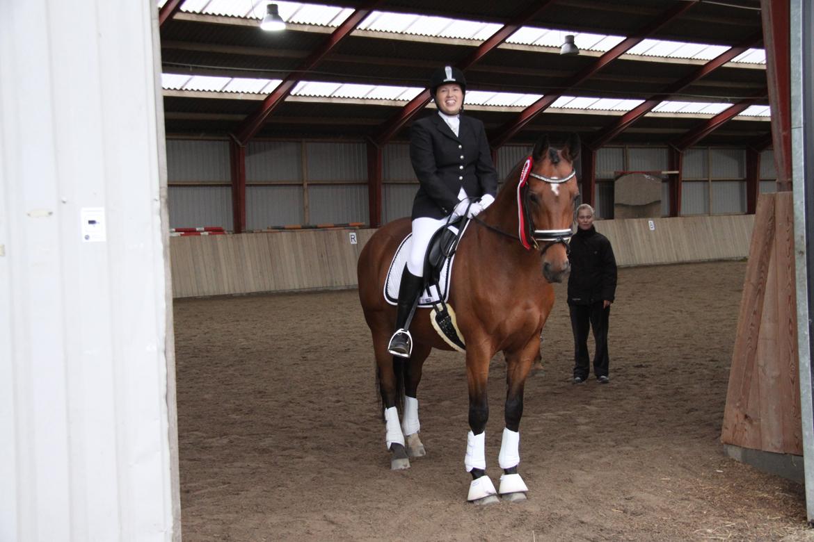 Hannoveraner Don Magic billede 5