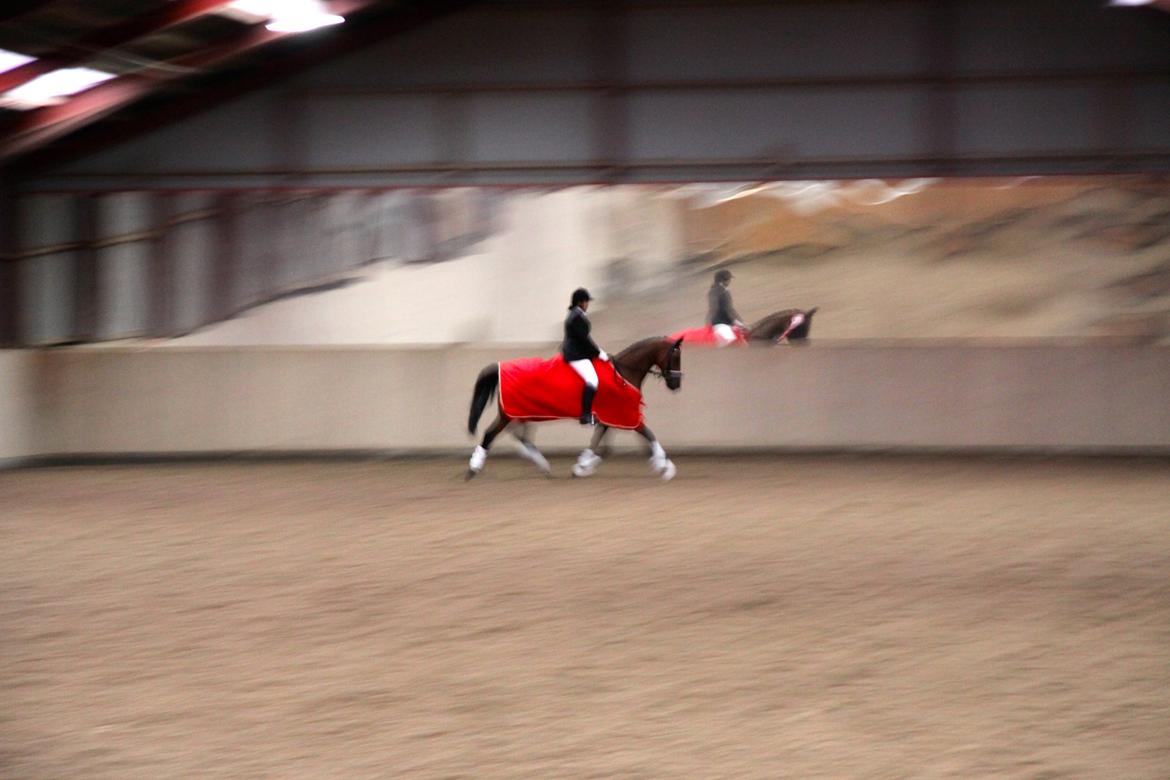 Hannoveraner Don Magic - Æresrunde billede 6