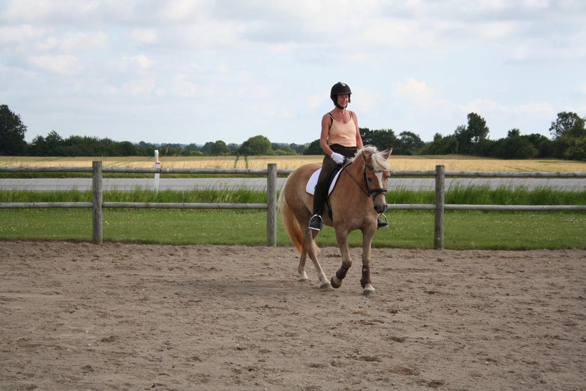 Haflinger Nikita - Men sød er hun billede 14