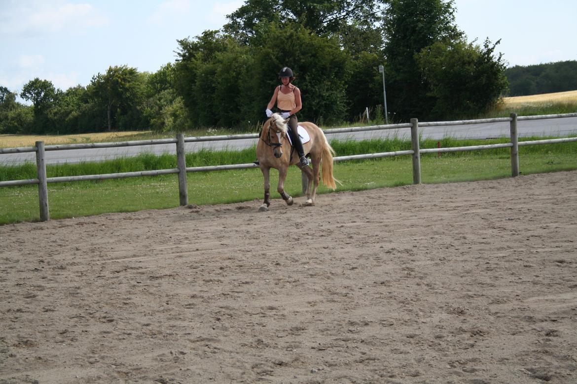 Haflinger Nikita - Jow jow hvor det går og tungen lige i munden... billede 15