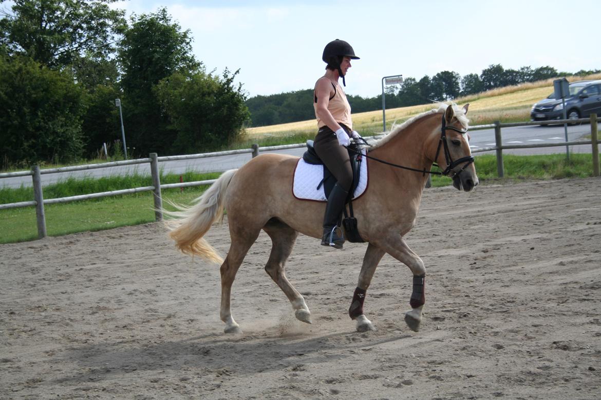 Haflinger Nikita - Balance skal der til billede 16