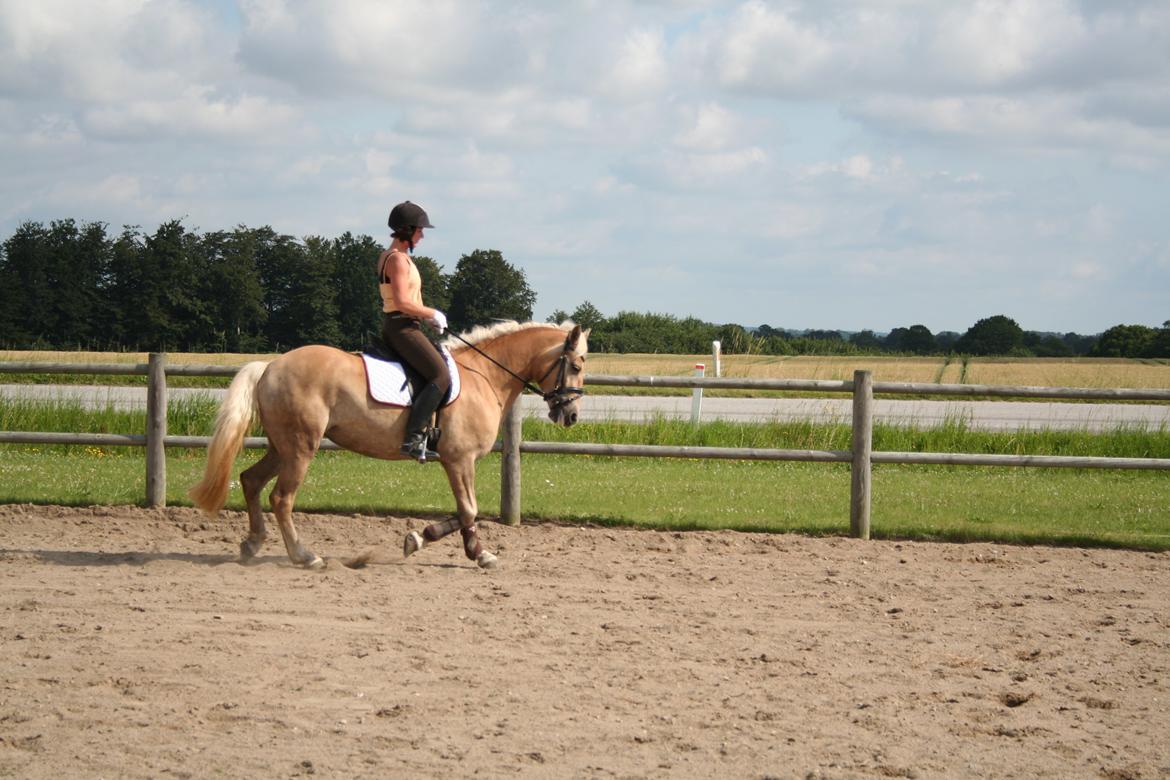 Haflinger Nikita - Stoop Stoop Det var lige det der med de halve parader - det krævede lige lidt Proff. hjælp Så Nikita kom i træning ved ND Horse team billede 17