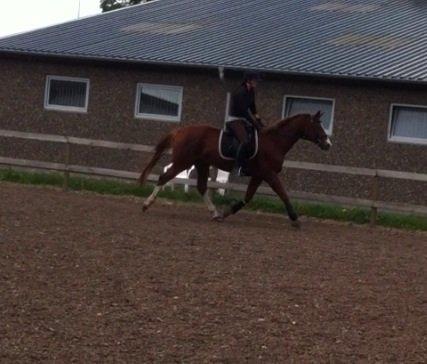 Trakehner Prince Cotta billede 13