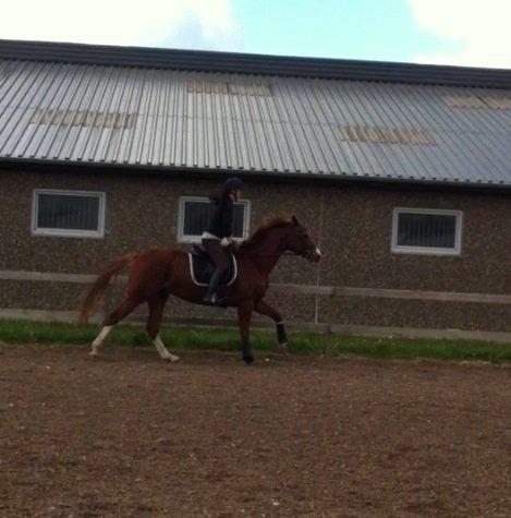 Trakehner Prince Cotta billede 14