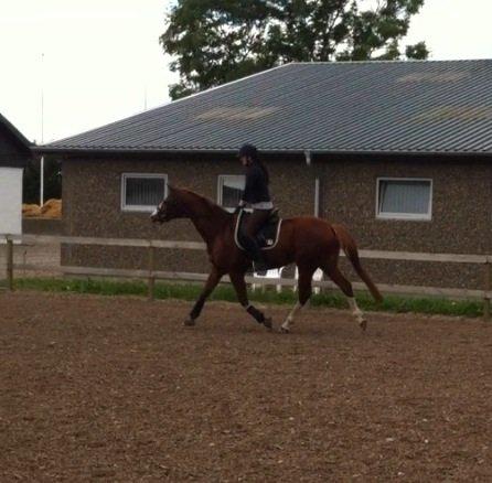 Trakehner Prince Cotta billede 15