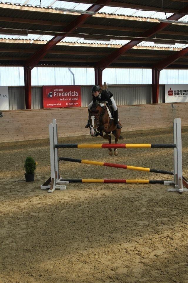 New Forest *Ladegaardens Prodian* billede 1