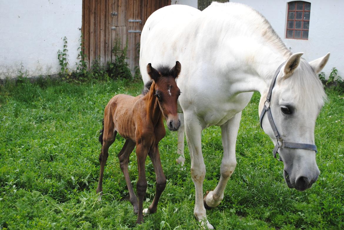 Pura Raza Española Astillo MAR billede 3