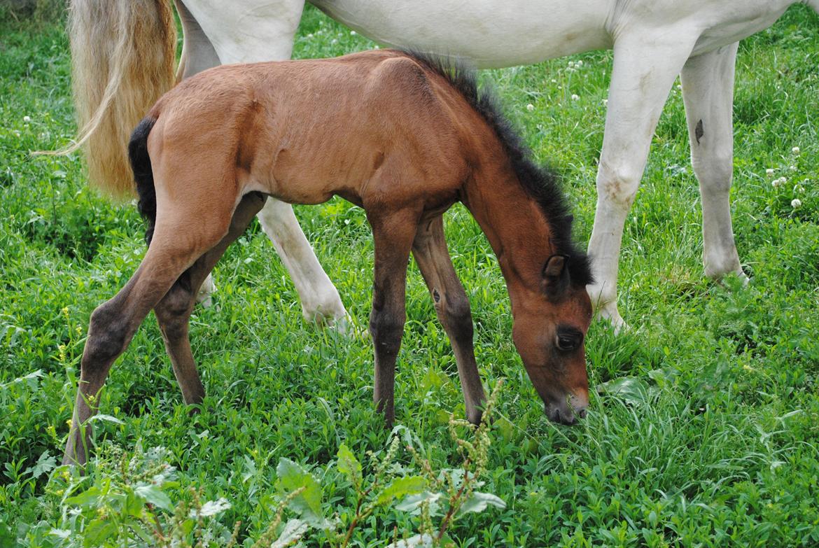 Pura Raza Española Astillo MAR billede 4