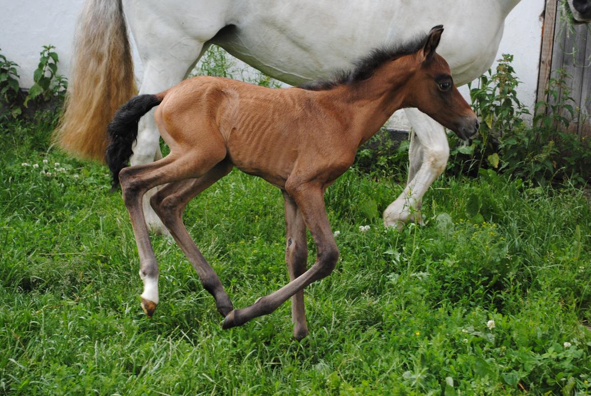 Pura Raza Española Astillo MAR billede 7