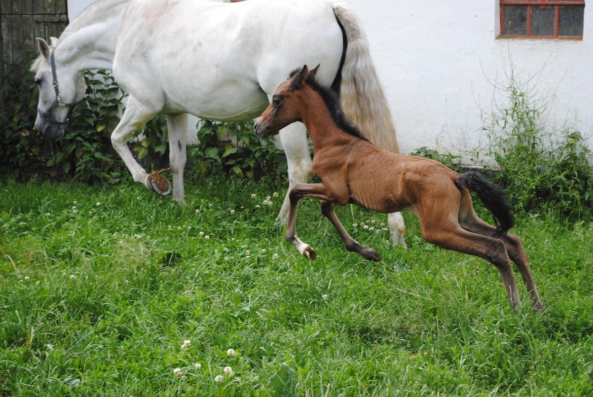 Pura Raza Española Astillo MAR billede 8