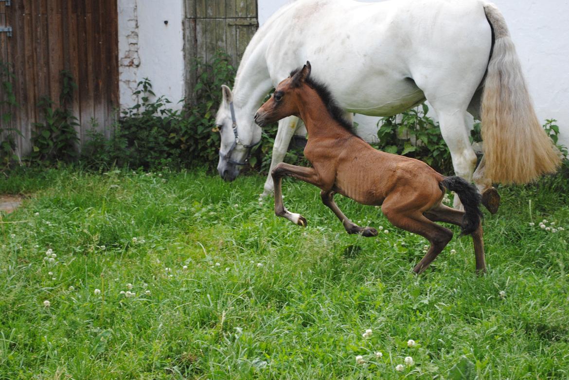 Pura Raza Española Astillo MAR billede 9