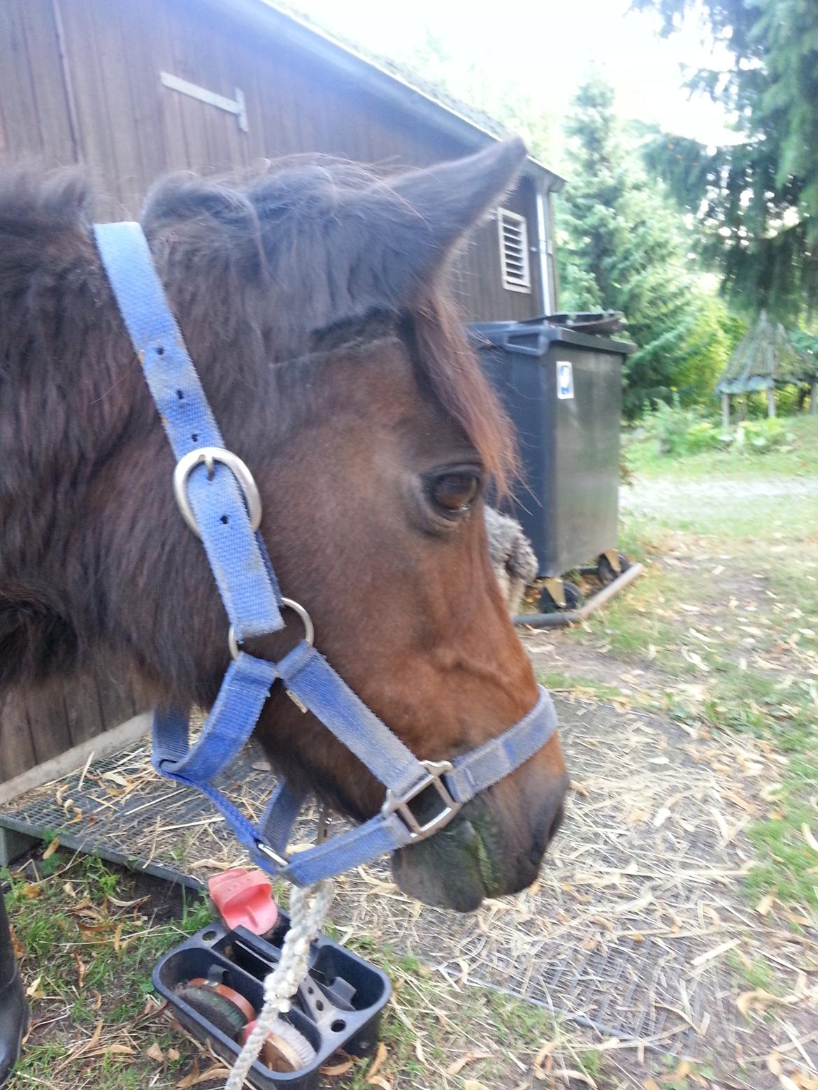 Anden særlig race Tinke (har redet) - Søde Tinke<3 billede 2