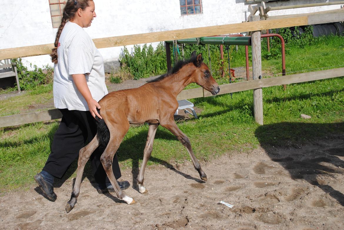 Pura Raza Española Astillo MAR billede 2