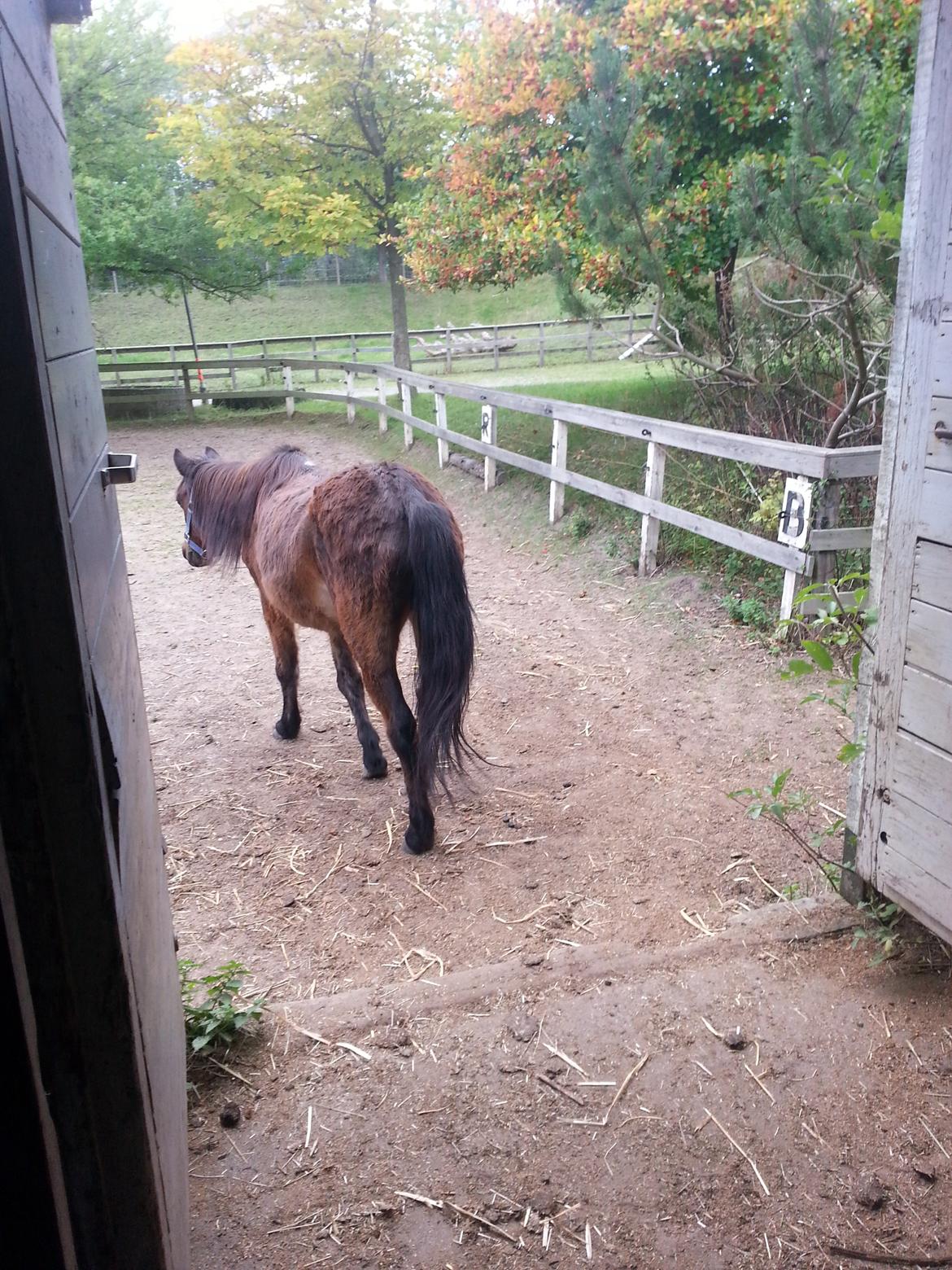 Anden særlig race Tinke (har redet) - Tinke i løsdraften (staves) billede 4