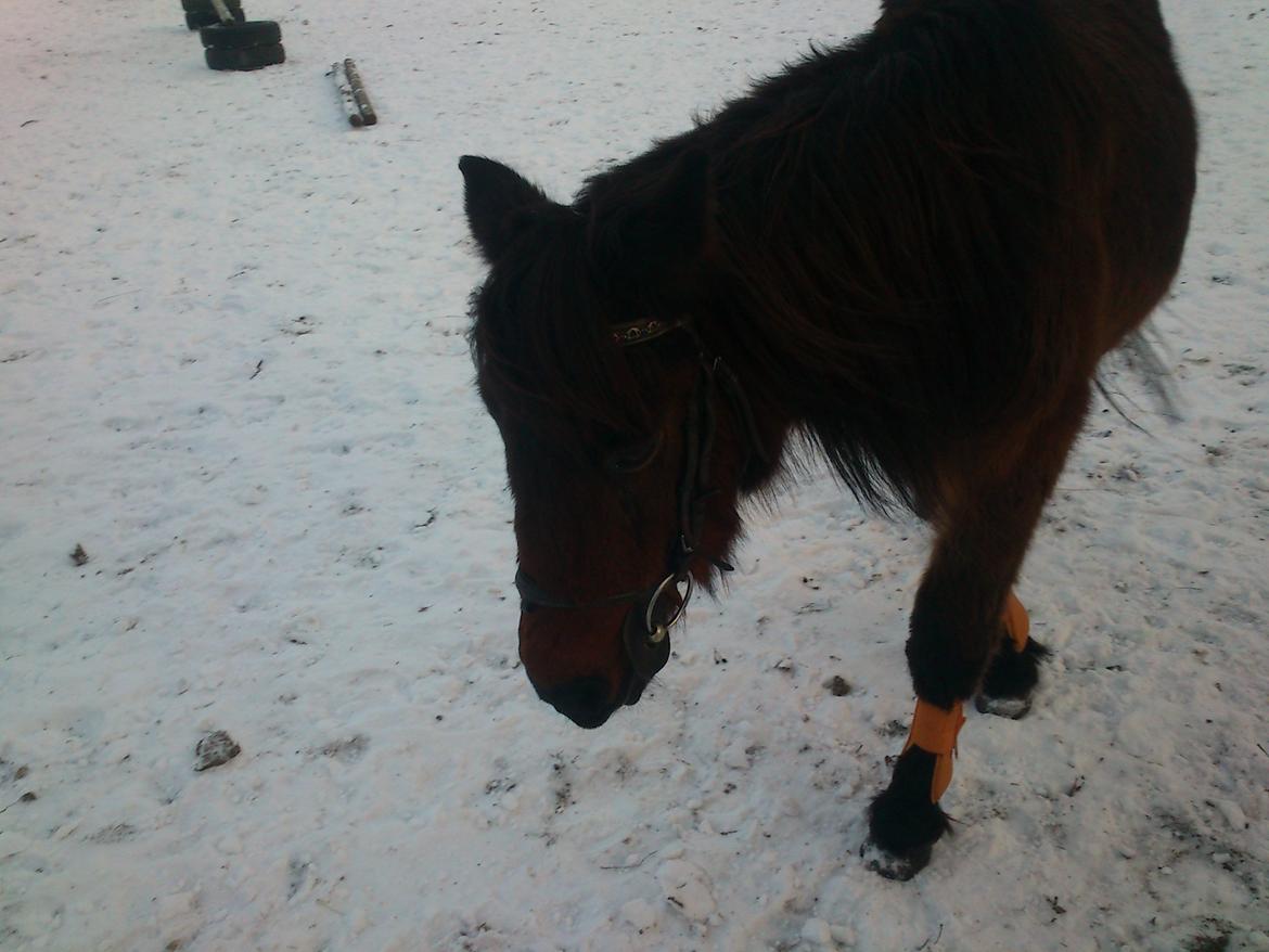 Anden særlig race Tinke (har redet) - Tinke i vindter For lang tid siden :D billede 5