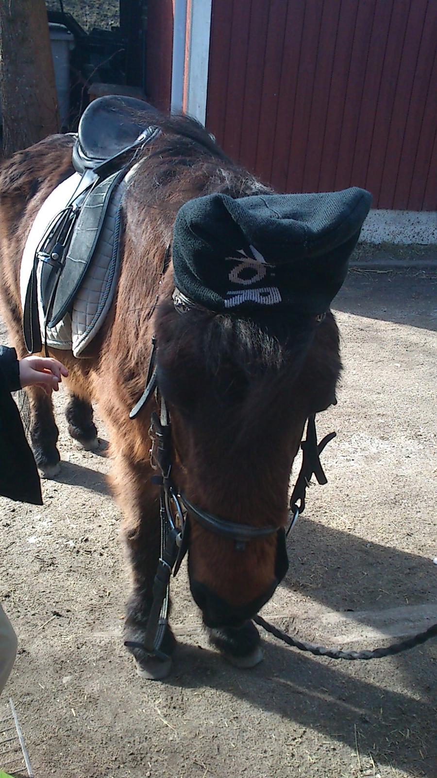 Anden særlig race Tinke (har redet) - Tinke som Hiphoper :) billede 6