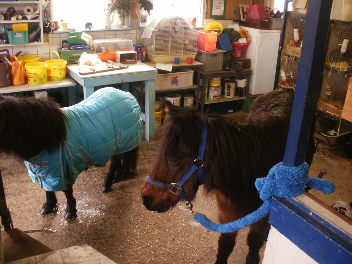 Anden særlig race Tinke (har redet) - Starkels Tinke hun er træt:(  billede 7