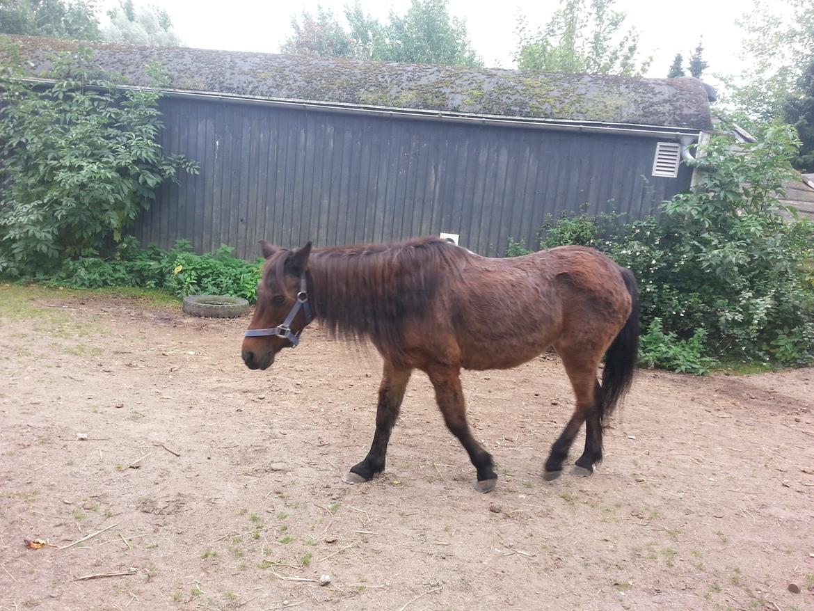 Anden særlig race Tinke (har redet) - Tinke Ude :) billede 8