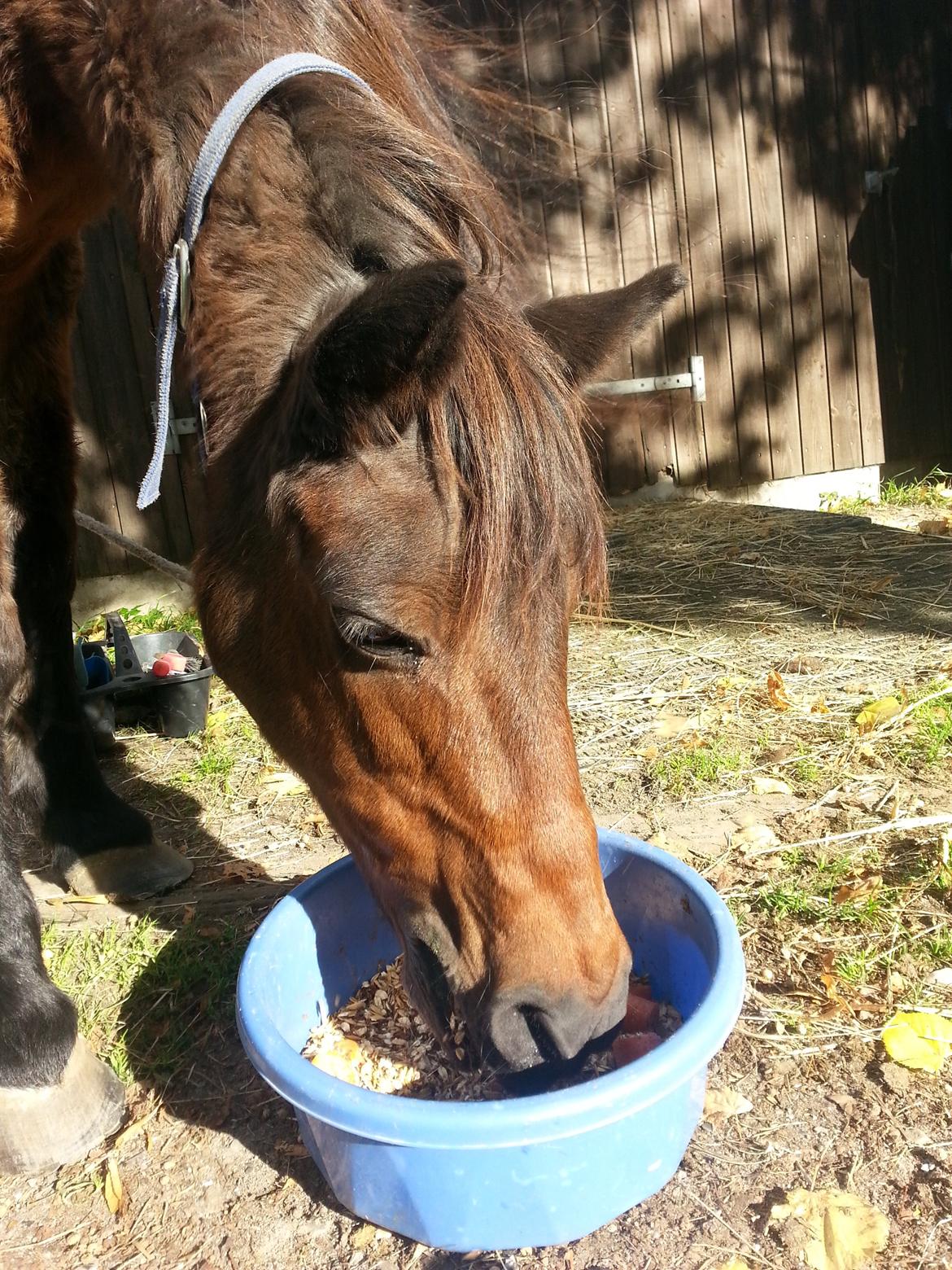 Anden særlig race Tinke (har redet) - Tinke spiser :D billede 10