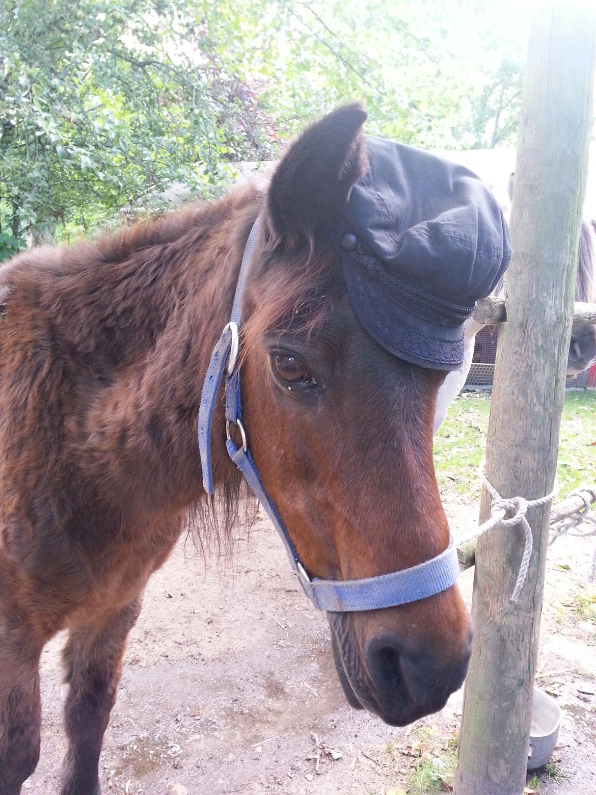 Anden særlig race Tinke (har redet) - er hun ik bare Smuk?? :D billede 11