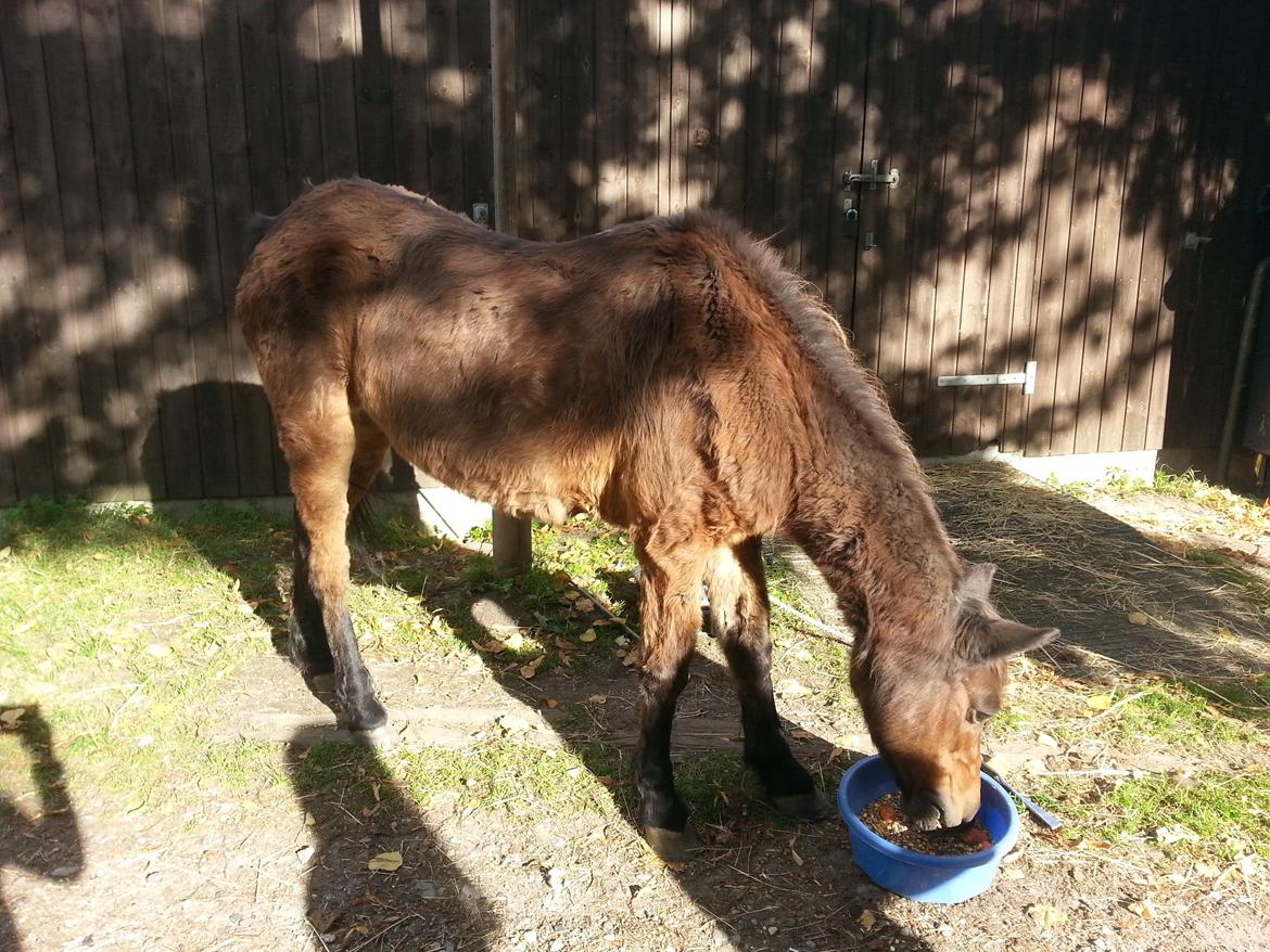 Anden særlig race Tinke (har redet) - Tinke spiser :D billede 12