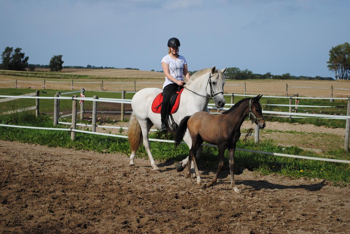 Pura Raza Española Astillo MAR billede 13