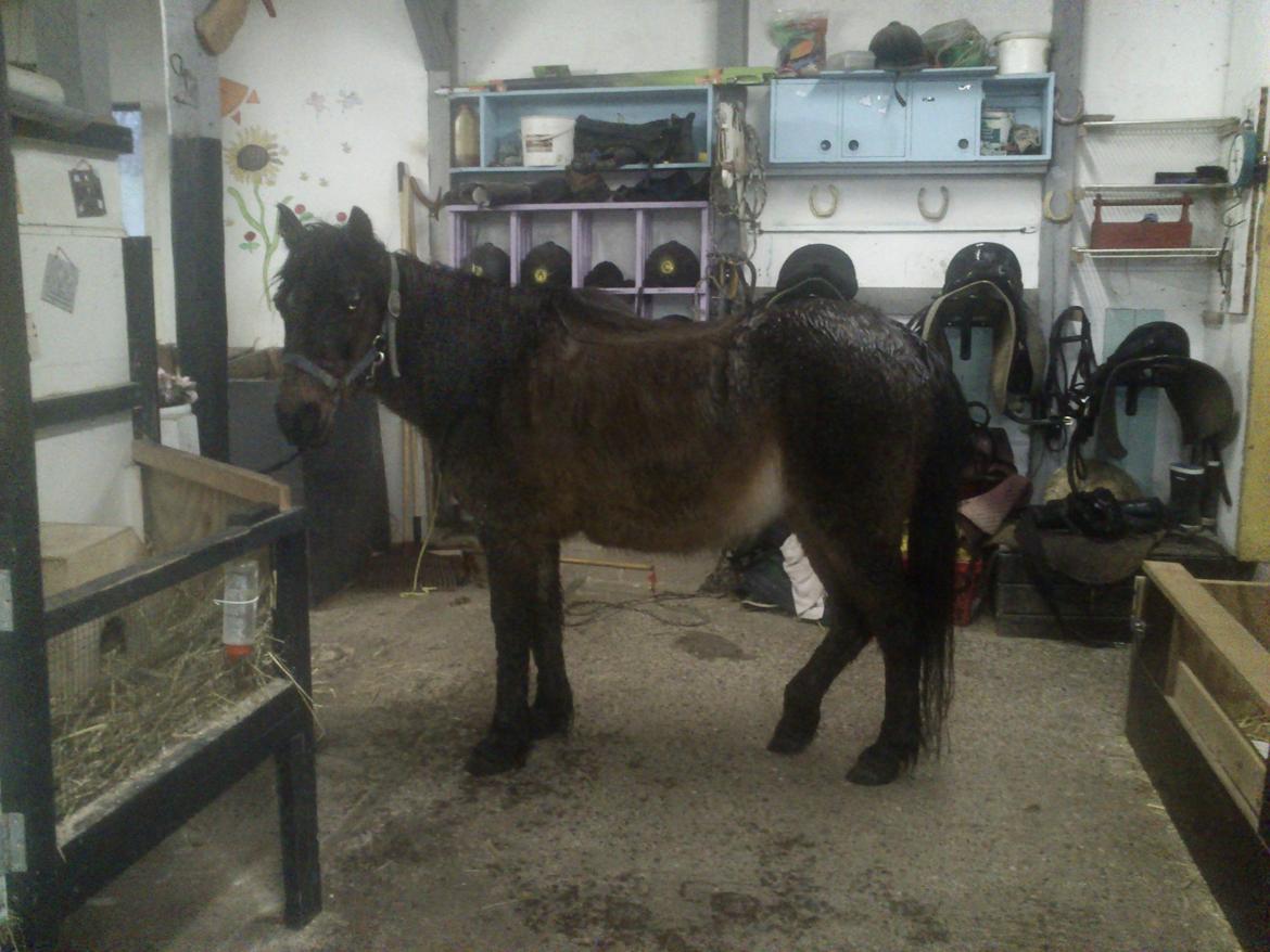 Anden særlig race Tinke (har redet) - Tinke efter hun har været ude i regnen :) billede 13