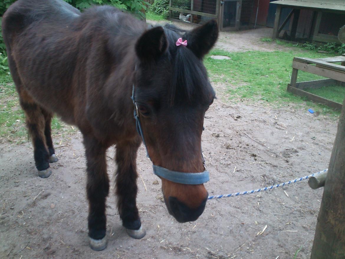 Anden særlig race Tinke (har redet) - Du ligner et føl Tinke XD billede 15