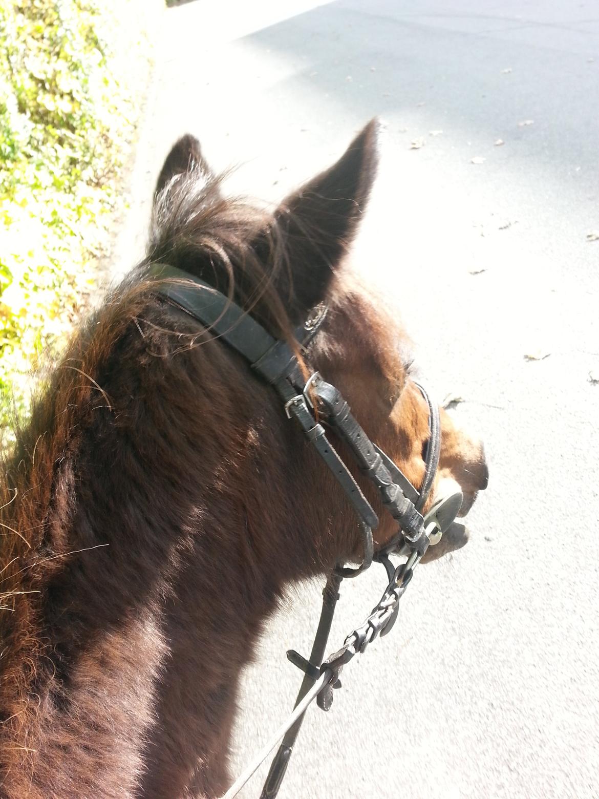 Anden særlig race Tinke (har redet) billede 16