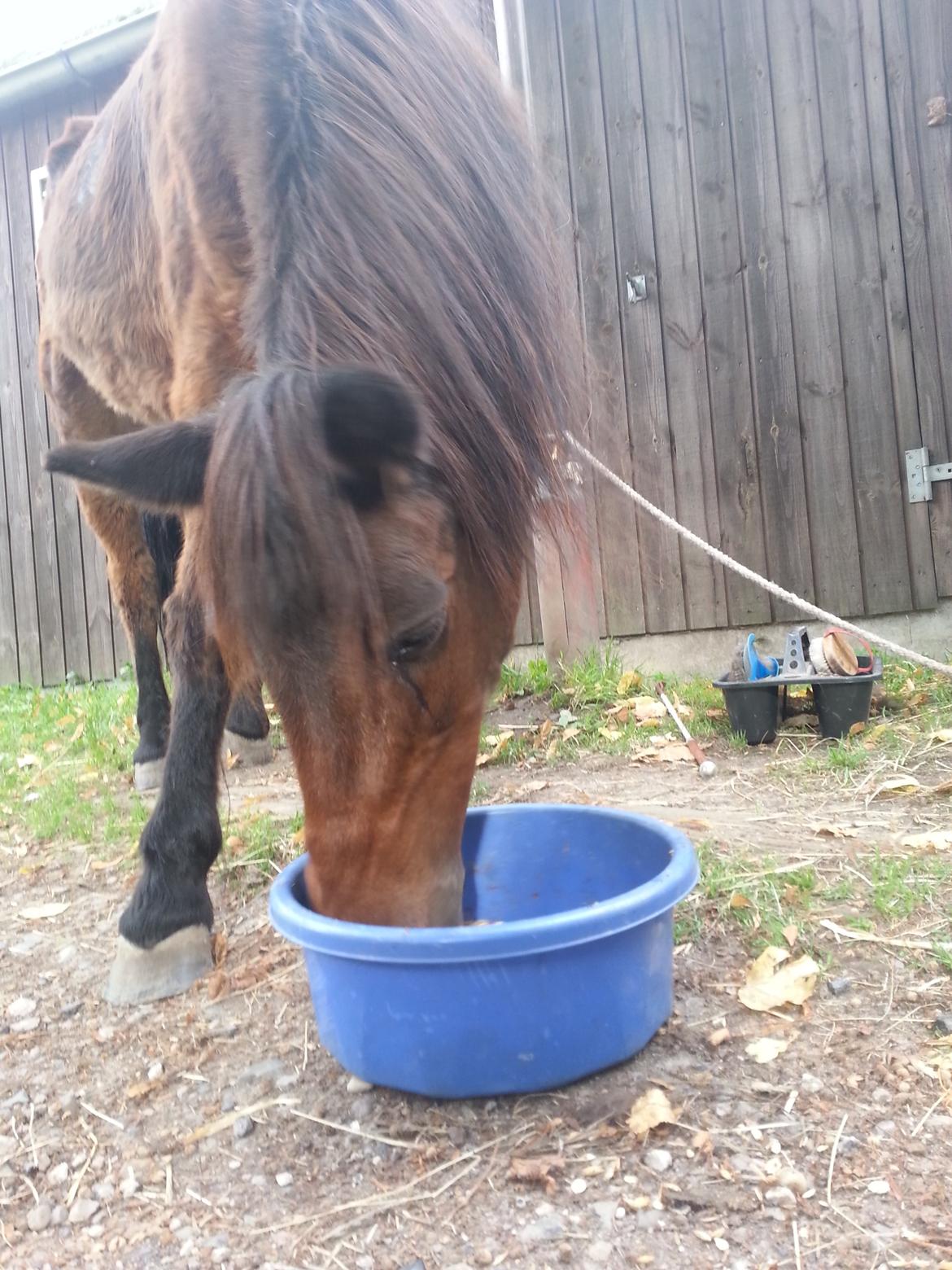 Anden særlig race Tinke (har redet) billede 17