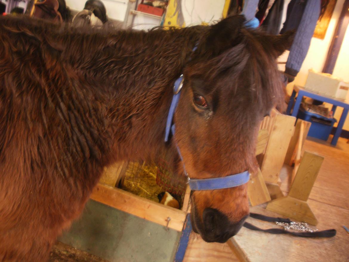 Anden særlig race Tinke (har redet) billede 18