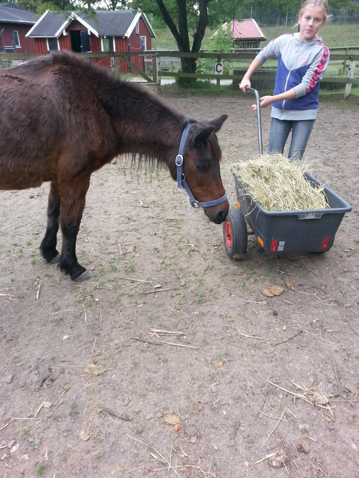 Anden særlig race Tinke (har redet) - frida med hø og Tinke der vil have det:D billede 19